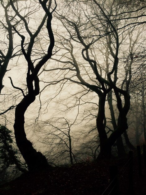 Árboles desnudos en el bosque contra el cielo