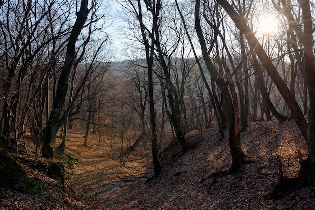 Foto Árboles desnudos en el bosque contra el cielo