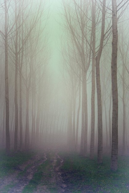 Foto Árboles desnudos en el bosque durante el invierno