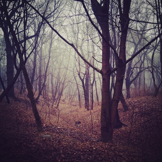 Foto Árboles desnudos en el bosque durante el otoño