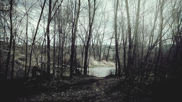 Foto Árboles desnudos en el bosque