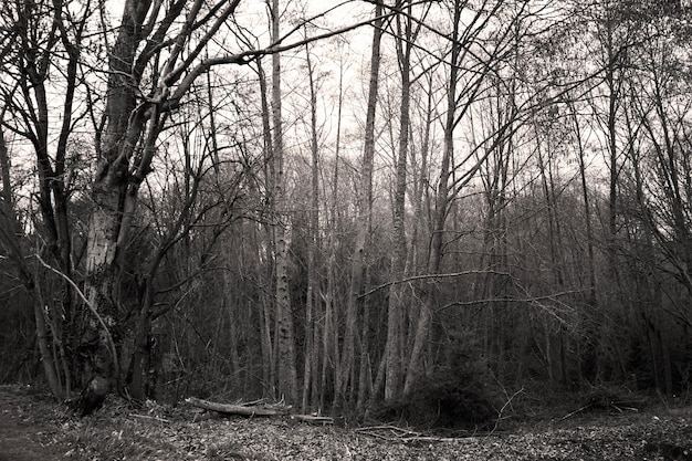 Foto Árboles desnudos en el bosque