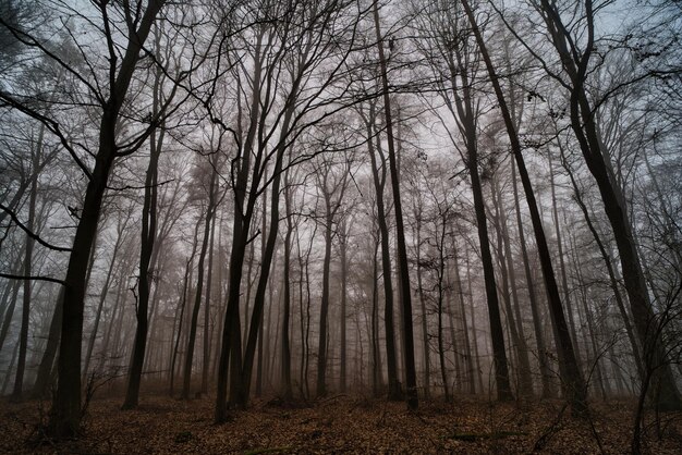 Foto Árboles desnudos en el bosque