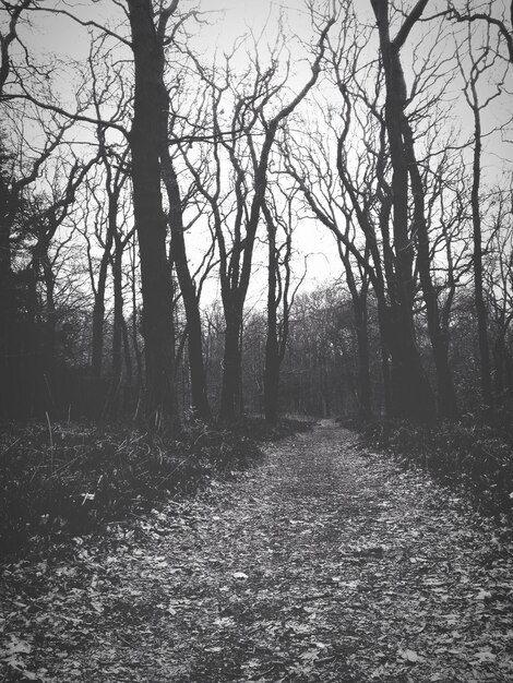 Foto Árboles desnudos en el bosque