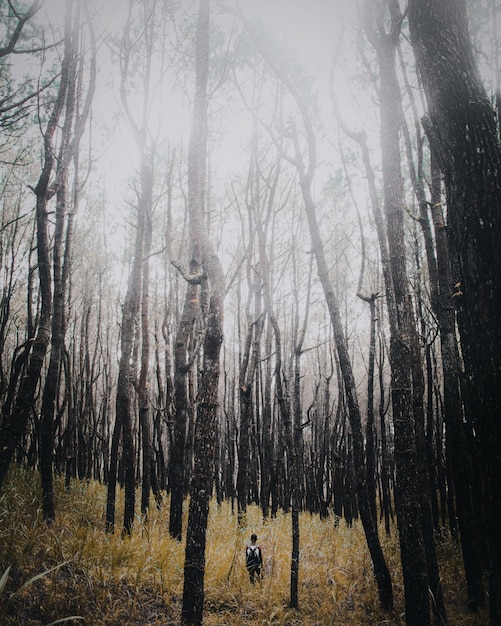 Foto Árboles desnudos en el bosque