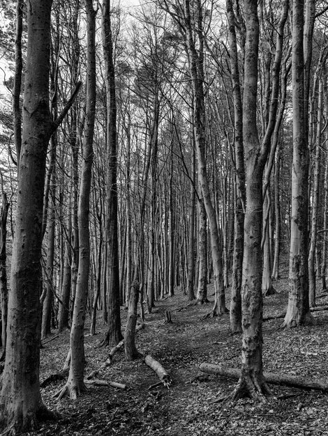 Foto Árboles desnudos en el bosque