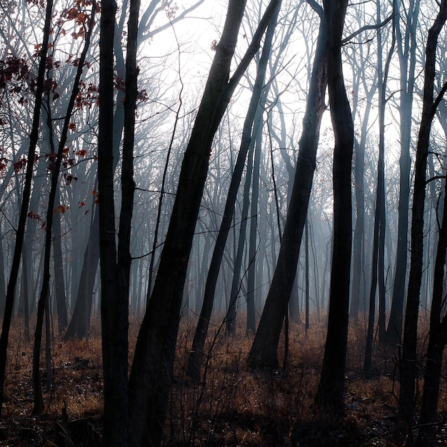 Foto Árboles desnudos en el bosque