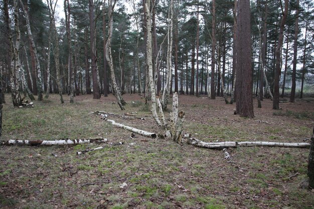 Foto Árboles desnudos en el bosque