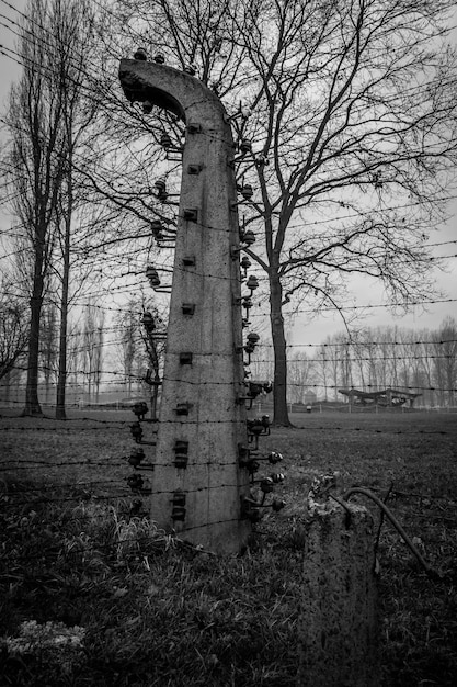 Foto Árboles desnudos en el campo contra el cielo