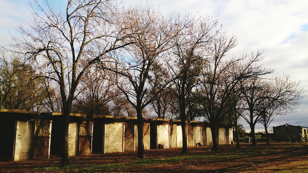 Foto Árboles desnudos en el campo contra el cielo