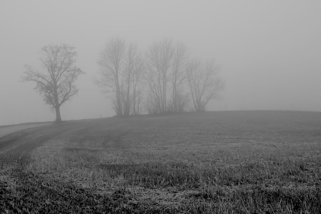 Foto Árboles desnudos en el campo contra el cielo