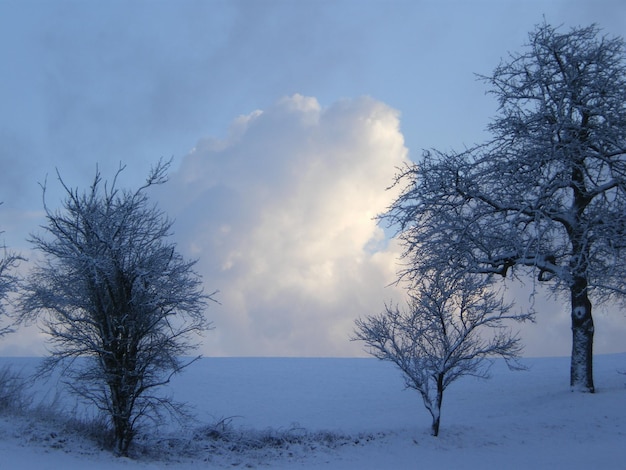 Árboles desnudos en un campo cubierto de nieve contra el cielo