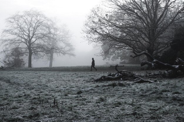 Foto Árboles desnudos en el campo durante el tiempo de niebla con el hombre caminando en el fondo