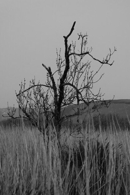 Foto Árboles desnudos en el campo