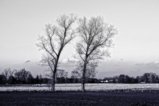 Foto Árboles desnudos en el campo