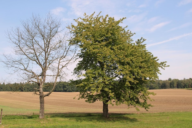 Árboles desnudos en el campo