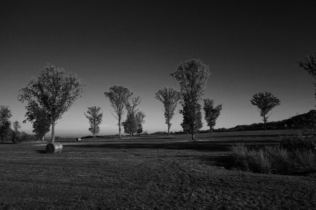 Foto Árboles desnudos en el campo