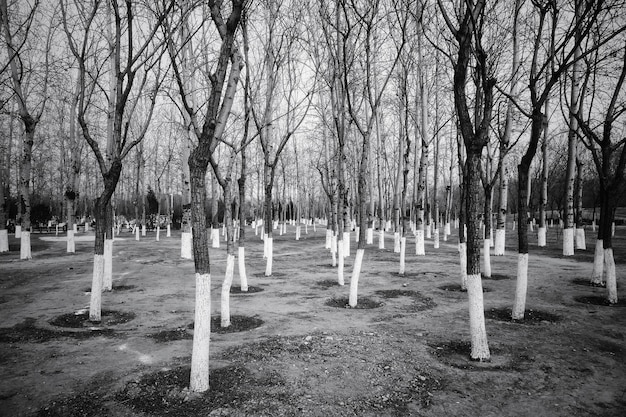 Foto Árboles desnudos en el cementerio