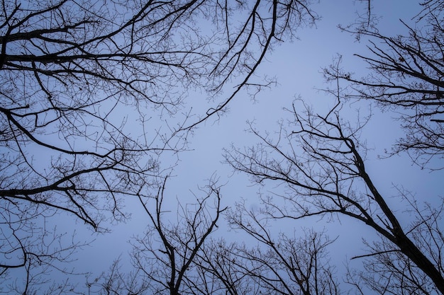 Foto Árboles desnudos y cielo azul en invierno con todas sus hojas desaparecidas