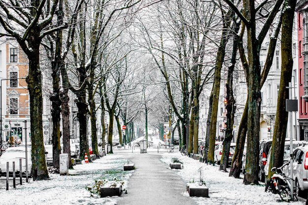 Foto Árboles desnudos en la ciudad durante el invierno