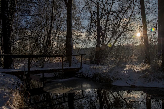 Foto Árboles desnudos en invierno por la noche