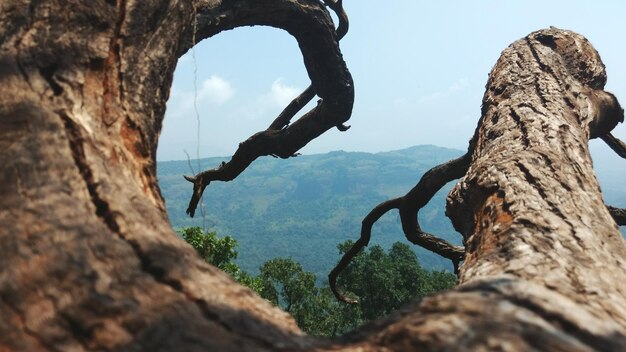 Foto Árboles desnudos y montañas contra el cielo