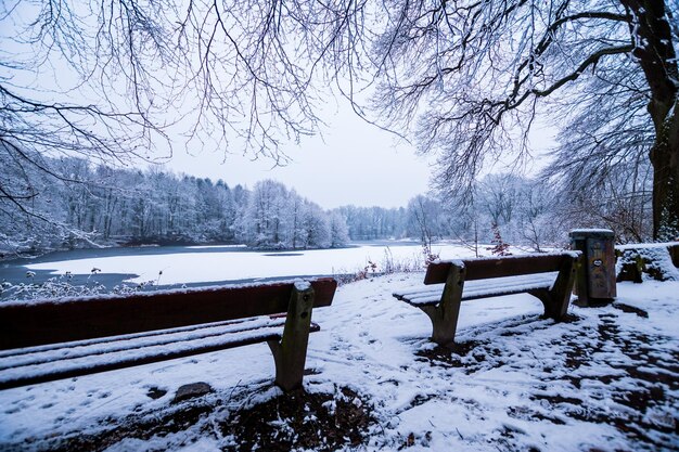 Foto Árboles desnudos en un paisaje cubierto de nieve