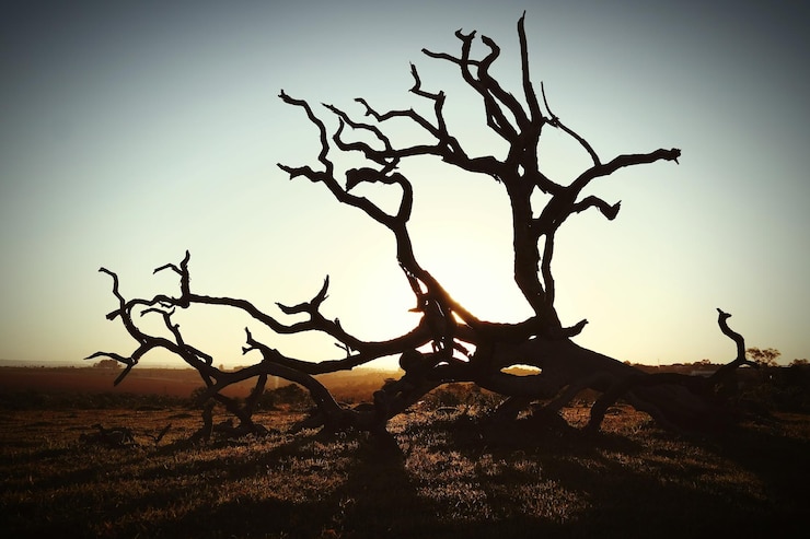 Foto árboles desnudos en el paisaje