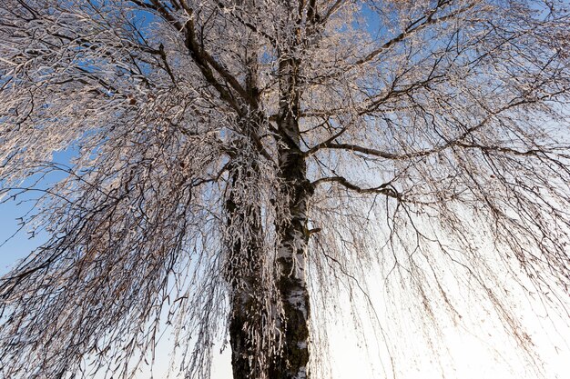 arboles despues de nevadas