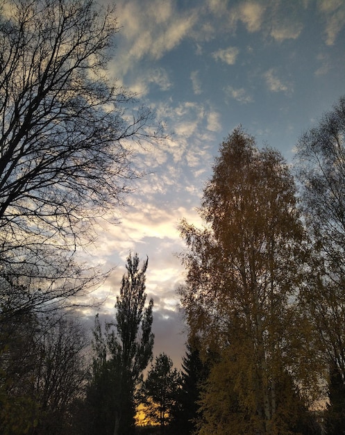 Foto Árboles dorados de otoño hojas amarillas y rojas en los árboles contra el fondo del cielo con nubes