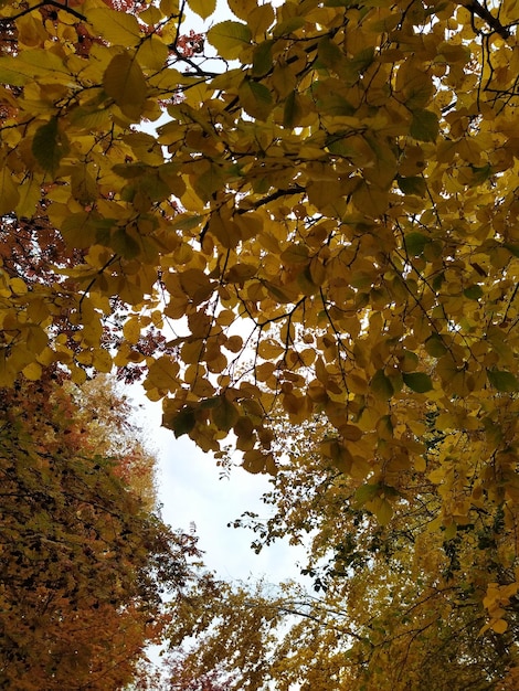 Foto Árboles dorados de otoño hojas amarillas y rojas en los árboles