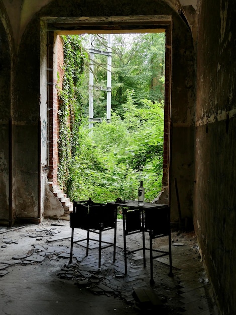 Foto Árboles en un edificio abandonado