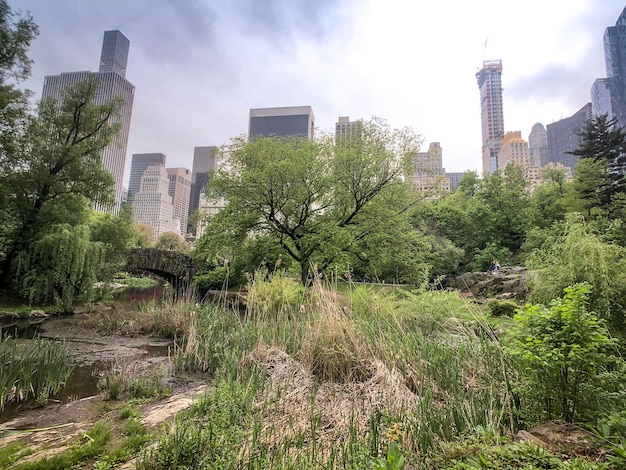 Foto Árboles y edificios en la ciudad contra el cielo