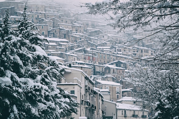 Árboles y edificios cubiertos de nieve en la ciudad