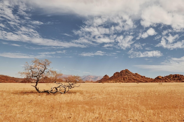 Los árboles están creciendo en la tierra de clima extremo Vista majestuosa de paisajes asombrosos en el desierto africano