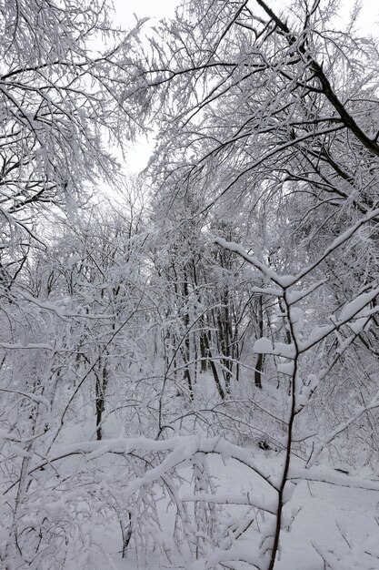 Los árboles están cubiertos de nieve, puede haber rastros de personas en la nieve del parque, árboles en la temporada de invierno en el territorio del parque.