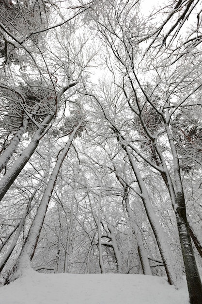 los árboles están cubiertos de nieve