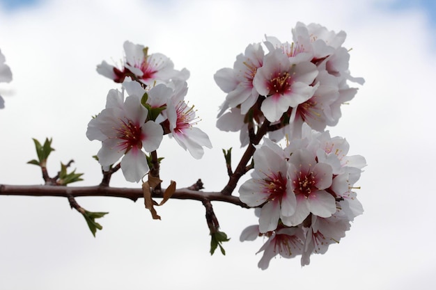 árboles en flor en primavera