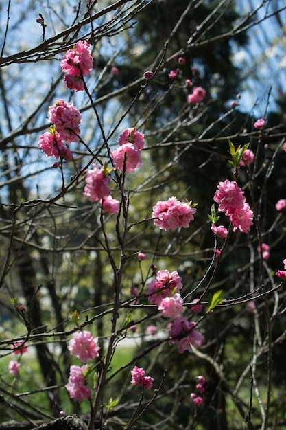 Los árboles florecen hermosas flores en primavera