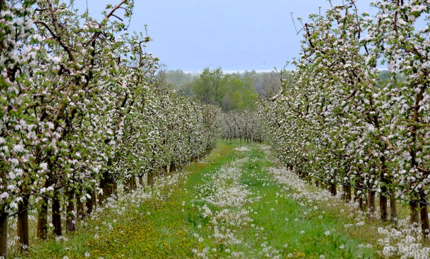 árboles florecientes de flores de manzano en un huerto en primavera