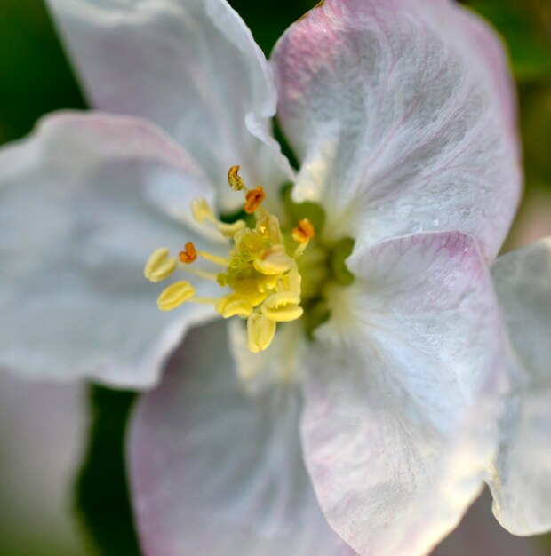 árboles florecientes de flores de manzano en un huerto en primavera