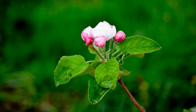 árboles florecientes de flores de manzano en un huerto en primavera