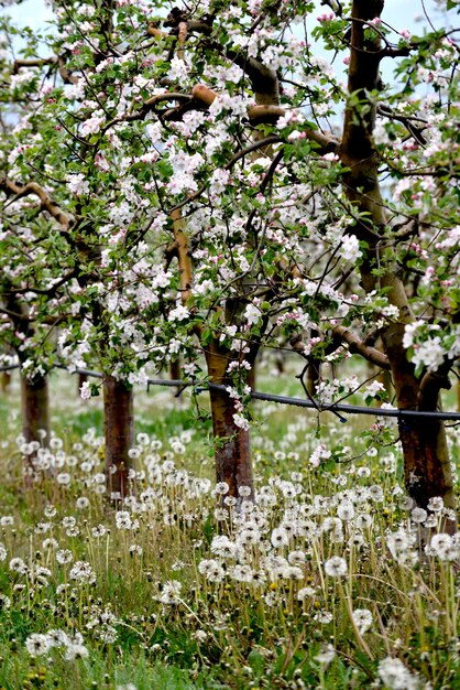 árboles florecientes de flores de manzano en un huerto en primavera