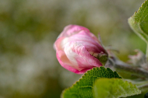 árboles florecientes de flores de manzano en un huerto en primavera