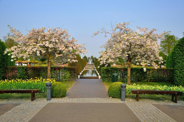 Con árboles florecientes Prunus triloba en el parque Keukenhof en Holanda