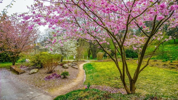 Foto Árboles con flores en el paisaje