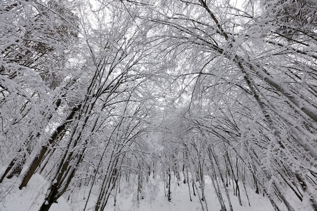 árboles sin follaje en invierno