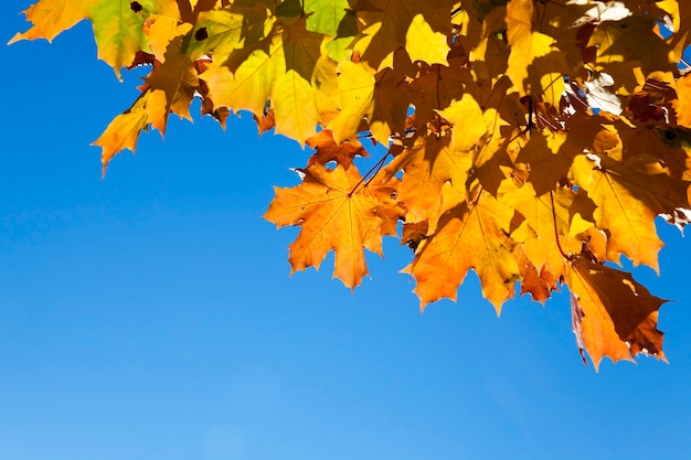 árboles y follaje en otoño, la ubicación: un parque,