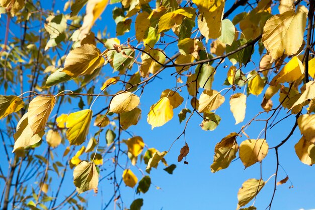 árboles y follaje en el otoño