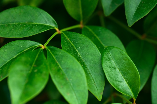 Foto Árboles de fondo de naturaleza de follaje verde en el bosque de verano con ramas colgantes cubiertas de hojas frescas concepto de ecología de medio ambiente de colores vibrantes